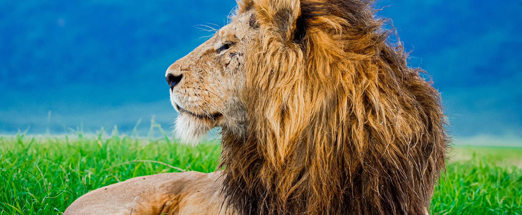 lion of the ngorongoro crater